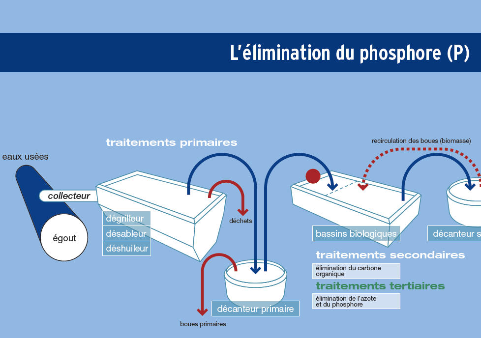 L'élimination du phosphore